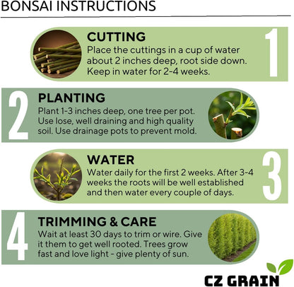 Willow Hybrid Trees for Privacy - Fast Growing Austree Willow Cuttings (10 Cuttings)