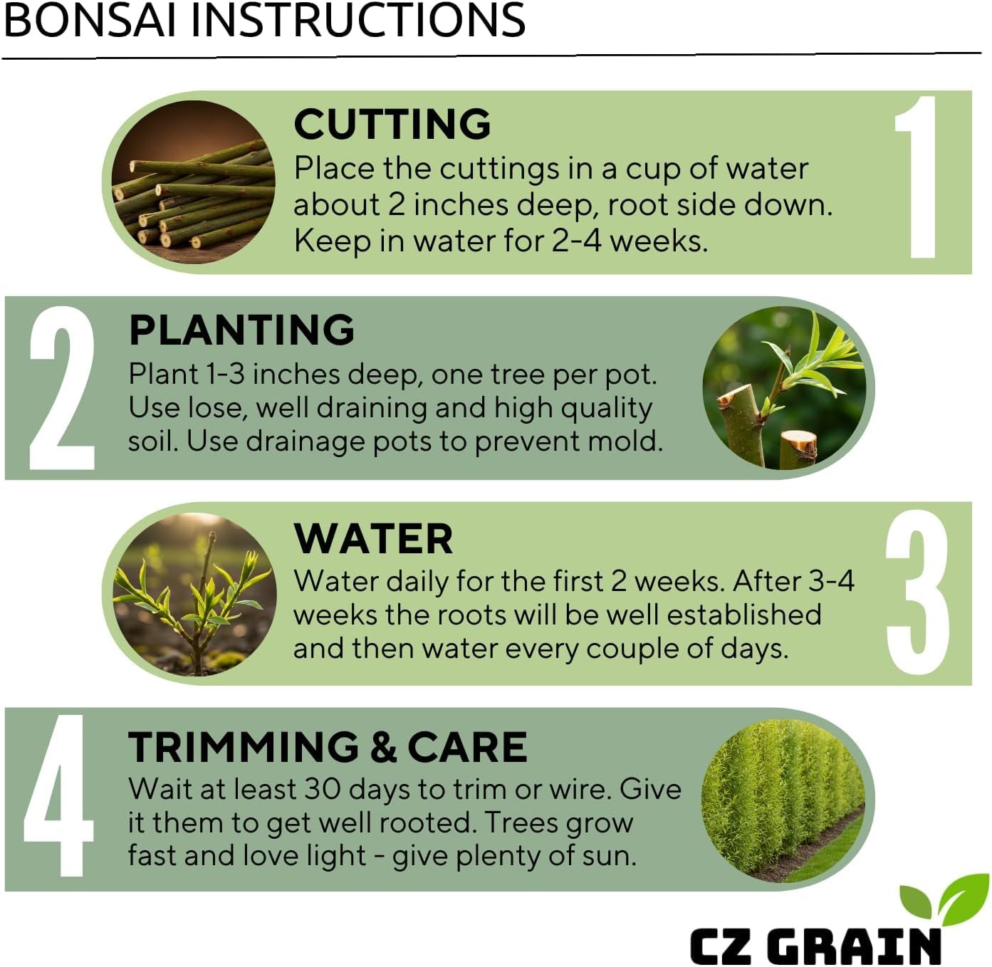 Weeping Willow Bonsai Tree Cutting to Grow – Live Indoor Plant for Home & Office Décor | Hand-Trained Miniature Tree with Elegant Cascading Branches | Easy Care Gift for Plant Lovers - Bonsai Material