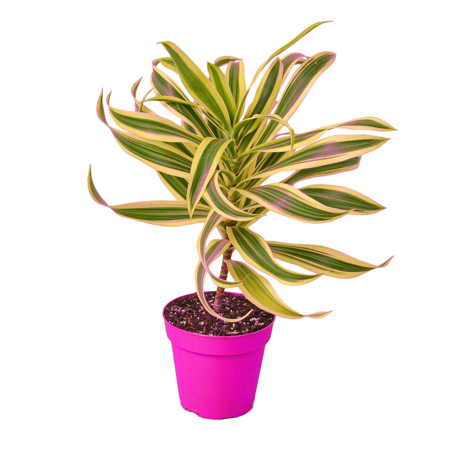 Dracaena 'Song of India' in 6in Pot - Live Plants Tropical Houseplants | Variegated | USA Growers | The Snobby Leaf