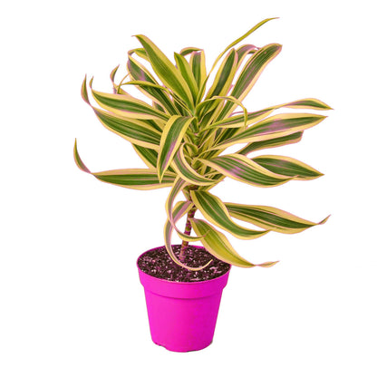 Dracaena 'Song of India' in 4in Pot - Live Plants Tropical Houseplants | Variegated | USA Growers | The Snobby Leaf