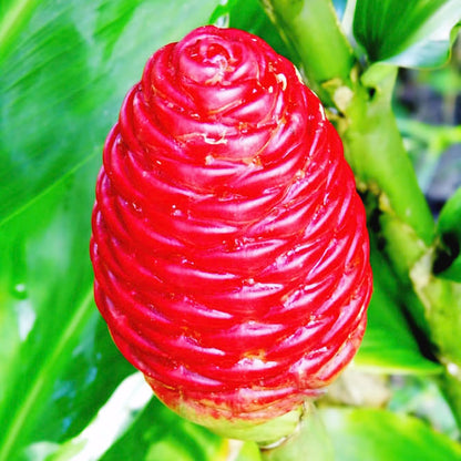 4 Awapuhi Shampoo Ginger Roots, Zingiber Zerumbet Fresh Ginger Rhizomes, Hawaiian Ginger Lily Flower Perennial Garden Simple to Grow