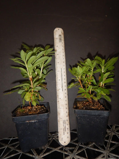 Live Plant - Lemon LIGHTSAromi Azalea Rhododendron HybridSTARTER Plant