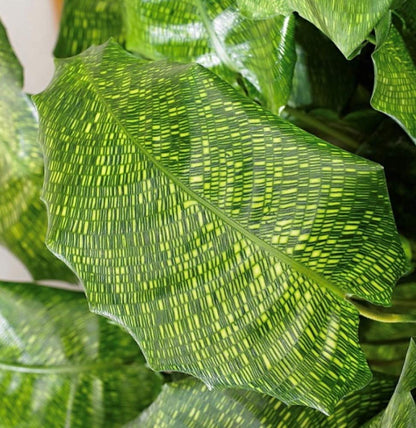 Rare Mosaic Prayer Plant - Network Calathea - Calathea mosaicca - 4" Pot