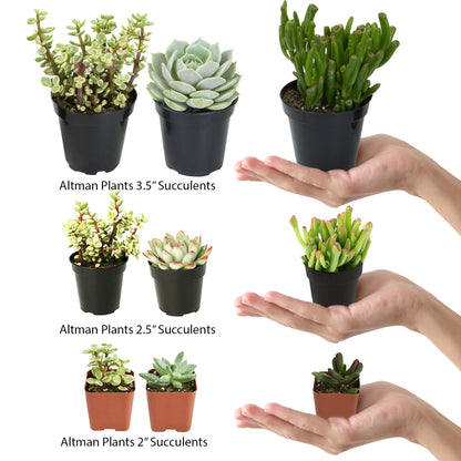 Altman Plants, Assorted Cactus Plants Live Plants (4 Pack), Live Cactus Plant Live Succulents Plants Live Houseplants, Cacti Live Indoor Plants Succulent Plants House Plants in Cactus Soil Potting Mix
