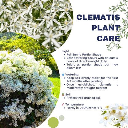 3 Sweet Autumn Clematis Plants Live Well-Rooted in 4” Pots, Fast Growing Fragrant Flowering Vine for Outdoor Garden and Trellis
