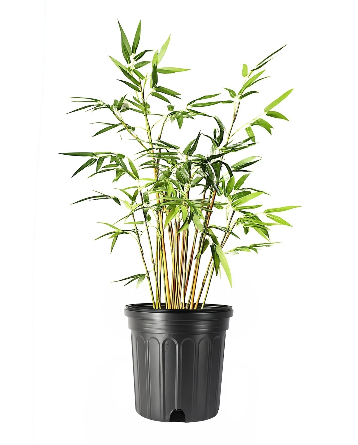 Green Hedge Bamboo | 1 Large Trade Gallon Size Plant | Bambusa multiplex | Fast Growing Privacy Screen | Clumping Bamboo for Landscapes Gardens Walkways Accent Foundation Beds Decorative Garden