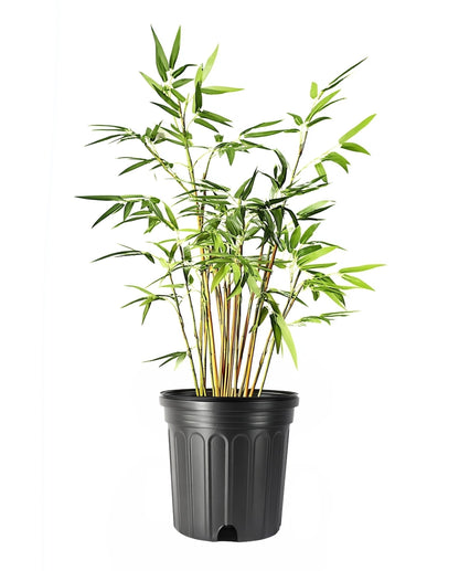 Green Hedge Bamboo | 1 Large Trade Gallon Size Plant | Bambusa multiplex | Fast Growing Privacy Screen | Clumping Bamboo for Landscapes Gardens Walkways Accent Foundation Beds Decorative Garden