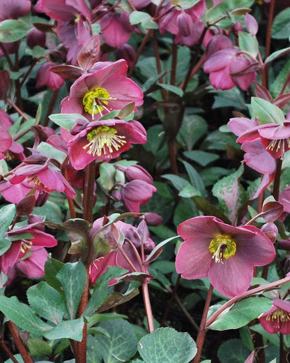 Perennial Farm Marketplace Helleborus x Frostkiss® ‘Anna’s Red’ (Lenten Rose) Perennial, Size-#1 Container, Red Blooms Late Winter to Spring, Deer Resistant