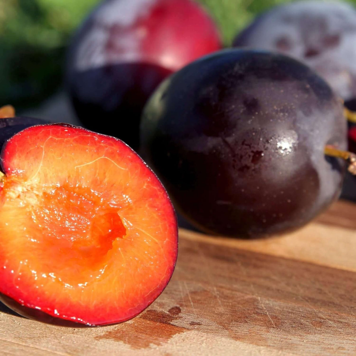 Flavor Pluot Tree Live Plant in 3 Gallon Pot, 2-3 Feet Plum Apricot Pluot Fruit Tree for Outdoor Garden or Backyard Growing, No Ship to CA