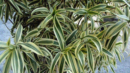 Song of India Plant - 3 Live Plants in 6 Inch Pots - Dracaena Reflexa - Beautiful Easy to Grow Air Purifying Indoor Plant