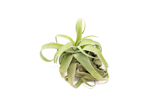 Medium Air Plants Streptophylla - Live Tillandsia Succulent House Plants - Available in Wholesale and Bulk - Home and Garden Decor - Easy Care Indoor and Outdoor Plant (Pack of 1)
