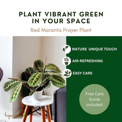 Hopewind Plants Shop, Red Prayer Plant, Red Maranta, Gorgeous Live Indoor Plant, Easy to Care and Rare Variety 4 inch Pot