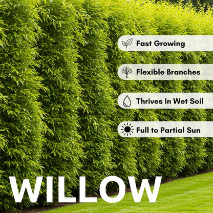 Green Wall Willow Privacy Tree Cuttings to Grow – Ultra Fast Growing Privacy Screen – Hedge Willow Living Fences, Windbreaks & Natural Borders (10 Cuttings)