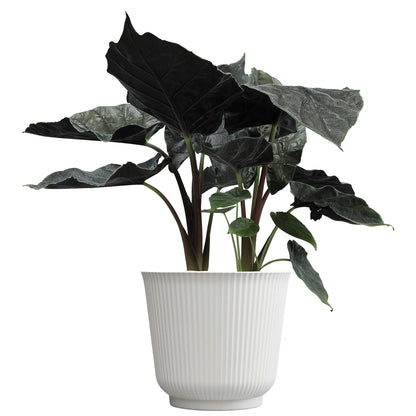 Alocasia Antoro Velvet, Unique Live Houseplant in 6" White Pot, Easy Live Gift, Elephant Ear, Houseplants for Desk Decorations, Real Botanical, Air Purifying Tropicals by Plants for Pets