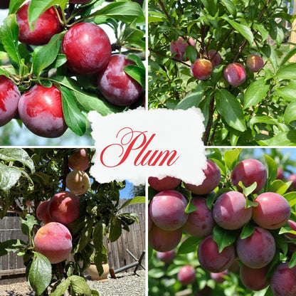 Plum Tree, Plum Live Plant, Sweet Fruit Plant, Live Fruit Tree for Outdoor Planting, 3 Feet Tall in 3 Gallon Pot, No Ship to CA (Red Purple)