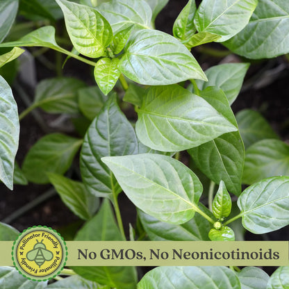 Clovers Garden Gypsy Sweet Pepper Plants– Two (2) Live Plants – Non-GMO - Not Seeds - Each 4" to 8" Tall – in 4" Inch Pots - Sweet Elongated Shape, Large Fruits