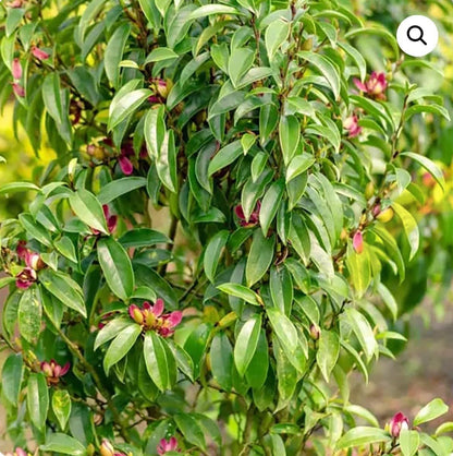 Live Plant - Stellar RubyMagnolia Hybrid TreeSMALL Starter Plant-Ruby Banana Scented Blooms
