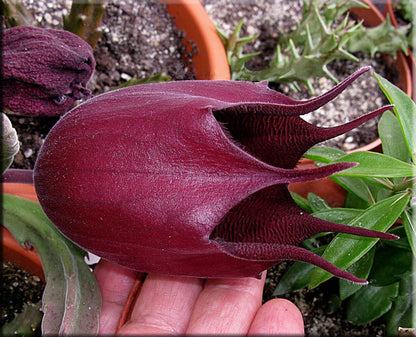 Stapelia Leendertziae 3.5 Inch Potted Plant Well Rooted Starfish Cactus - No Shipping to California Or Arizona!