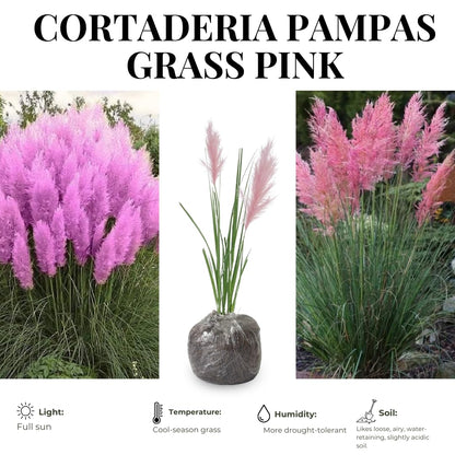 2 Grass Ornamental Grasses Seedlings, Live Grass Perennial Hardy Ornamental Plants, Outdoor Planting, 5-9" Tall (Pink Pampas)