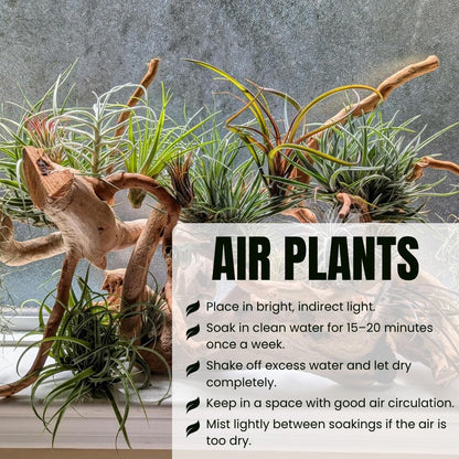 Pack 12 Mixed Ionantha Air Plants, Live Tillandsia, Bulk Airplants, Easy Care Houseplants for Indoor and Outdoor Planting