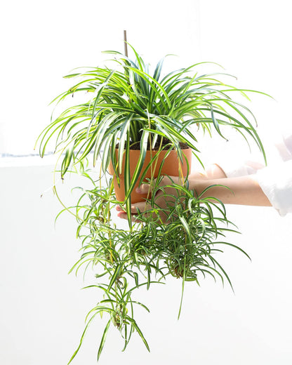Bonnie Curly Spider Plant (8" Grower Pot) - Chlorpohytum Comosum - Grow, Easy to Care Houseplant - Live Healthy Houseplant for Home Office Decoration - Pet Friendly Indoor Plant