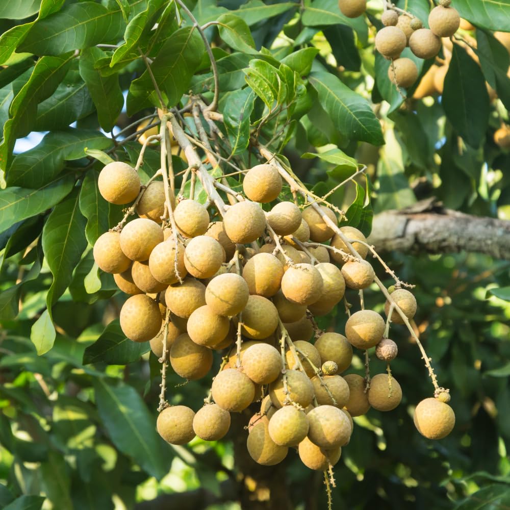 Longan Tree Live Plant, Longan Plant Live, Well Rooted in 4 Inches Pot, 6 to 8 Inches Tall, Sweet Fruit for Indoor Outdoor Growing