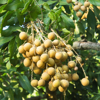 Longan Tree Live Plant, Longan Plant Live, Well Rooted in 4 Inches Pot, 6 to 8 Inches Tall, Sweet Fruit for Indoor Outdoor Growing