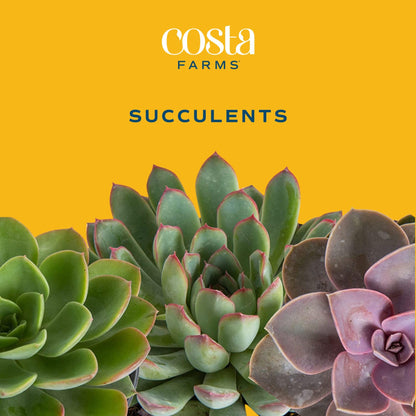 Costa Farms Succulents (10 Pack), Live 2.5 Inch Succulent Plants, Grower's Choice Houseplants, Potted in Nursery Plant Pots, Potting Soil, Gift for Bulk Baby Shower, Bridal Shower, DIY Room Décor