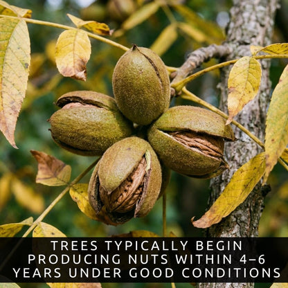 3 White Walnut Trees Live Plants – Butternut (Juglans cinerea) Seedlings – Hardy Native Nut Trees for Outdoor Planting, Backyard Orchard & Edible Landscape – Fast Growing Shade Trees (3 Pack)