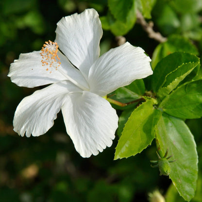 5 White Diana Rose of Sharon Hibiscus (Althea) Shrubs - 10-18" Tall Live Plants - Flowering Bush/Tree Seedlings - Hibiscus syriacus 'Diana' - (Pack of 5)