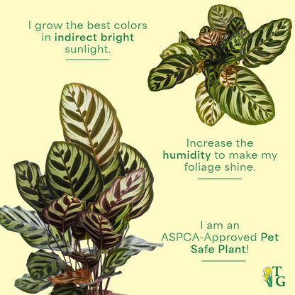 Thorsen's Greenhouse Peacock Calathea, Live Indoor Plant, Safe for Pets, Colorful Foliage, Rare Variety, Peacock Plant, 4" Diameter (Natural)