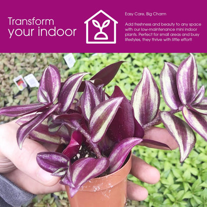 Live Tradescantia Zebrina Plant in 2.5-Inch Pot- Purple Wandering Jew - Easy Live Houseplant for Home & Office Decor - Eye-Catching Silver and Green Foliage - Indoor Gardens Air-Purifying (1)