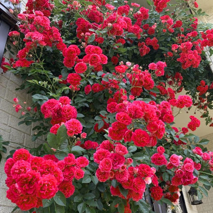 Fragrant Climbing Rose Live Plant, Well Rooted 5-9" Tall, No Leaf, Indoor Outdoor Climber, Rose Bush, Hybrid Tea Rose Like (Deep Red Pink)