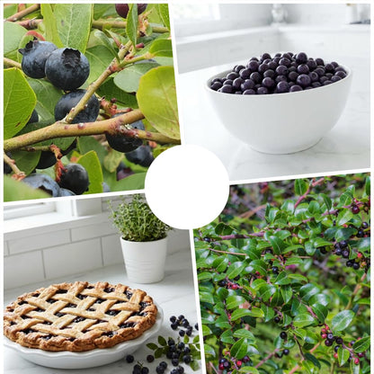 Huckleberry Plant Live, Huckleberry Bushes Live Plant, 5 Inches Pot, 4-6 Inc Tall, Sweet Edible Berries, Hardy Fruit Shrubs for Patio and Outdoor Garden