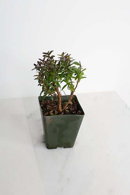 Generic Bonsai Starter Myrtle Compacta Plant Gift Mini Starter Plant 2 inch Pot Outdoor Zen Garden Gift for Mom (1), Green