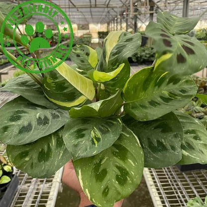 Maranta Variegated Beauty Kim Live Plant for Indoor | Different Houseplants in 4'' & 6'' Pot | Real House Plant for Living Room, Office, Desk & Bathroom | Prayer Leucornea Plant