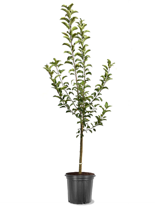 American Plant Exchange Apple Tree 'Wolf River' – Live Fruit-Bearing Plant, 5-Gallon Pot, Cold Hardy, Sweet Edible Apples for Outdoor Orchards and Landscapes