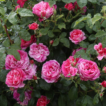 Heirloom Climbing Roses, Live Own Root Plant for Outdoor Garden, Raspberry Cream Twirl™, Lightly Fragrant, Hardiness Zones 6-10, Continual Blooming