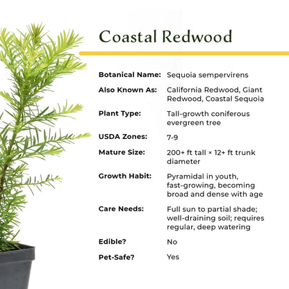 2 Coastal Redwoods (Sequoia sempervirens) – Tall Evergreen Conifer with Soft, Dense Needled Foliage | 2.5” Nursery Cubes, Ready-to-Plant Live Starter Plants
