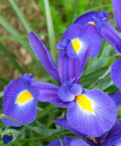 Colorful Mixed Dutch Iris Flowers - 45 Bulbs - Beautiful, Bright, Blue, Purple, Yellow, White Flowers - Spring Blooming Perennials Perfect for Gardens - Attracts Butterflies, Bees & Hummingbirds
