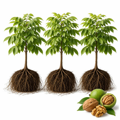 3 White Walnut Trees Live Plants – Butternut (Juglans cinerea) Seedlings – Hardy Native Nut Trees for Outdoor Planting, Backyard Orchard & Edible Landscape – Fast Growing Shade Trees (3 Pack)