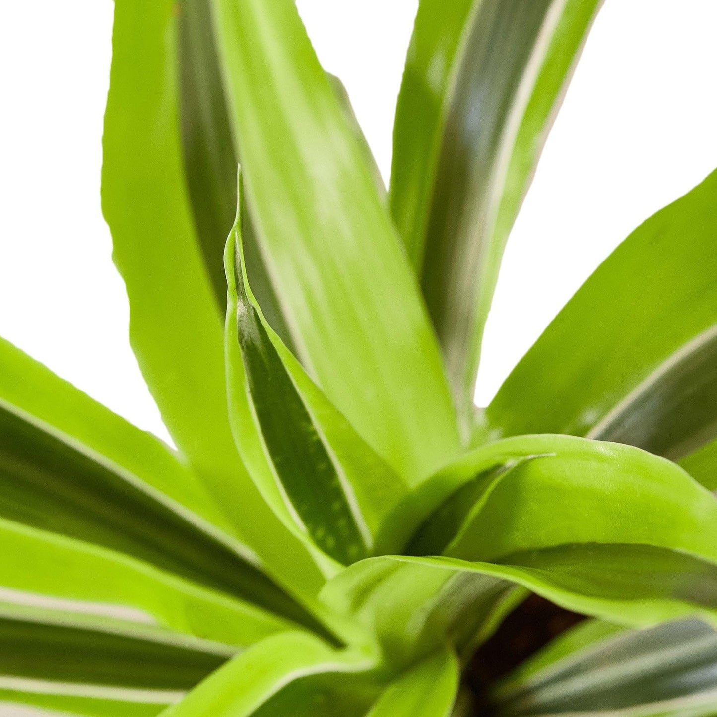Dracaena Deremensis 'Lemon Surprise' | Live Plant for Indoor & Outdoor | for Living Room, Office, Bathroom | (4" Pot)