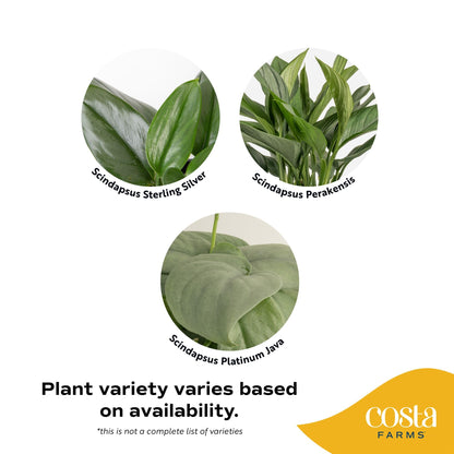 Costa Farms Scindapsus Live Plant, Curated Grower's Choice in Self-Watering Pot, 9-12 Inches Tall, Low Light Vining Indoor Houseplant, Rare Variegated Foliage for Office & Home Decor
