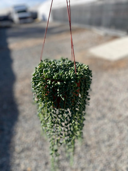 Live Succulent 6" String of Raindrop Live Plant Easy to Care for Indoor Hanging Plant Sculpture Succulent Plants Fully Rooted, House Plant for Home Office