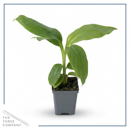 Live Hardy Banana Plant (Musa Basjoo) – Cold Hardy Tropical Perennial, Grows 6–10 Ft Tall, Fast Growing Outdoor Accent, Ships 15” Tall in 1.5 Qt Pot