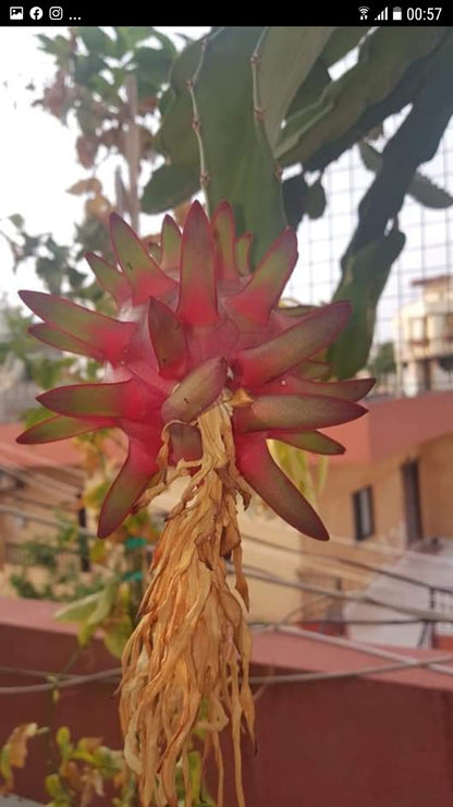 Dragon Fruit Cutting Red 12 Inch Cutting
