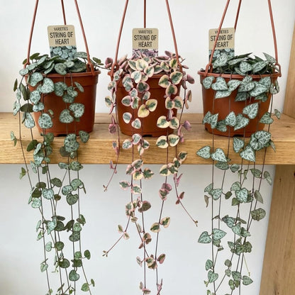 Variegated String of Hearts Plant Live Succulent 4 Inch Pot, Ceropegia Woodii Variegata, Hanging Plant for Home Office Decor, 4-7 Inch Tall