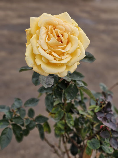 Rose Tree, Live Flowering Plant, 4-5 ft Tall, Reblooming All Year, 5 Gallon Pot (Oregold Rose - Hybrid Tea - Lightly Fragrant (Golden Yellow), 5 Gallon)