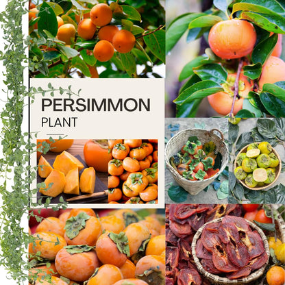 Persimmon Tree Live Plant, 6 to 12 Inches Tall Size Plant, Quart Pot, Dormant in Winter