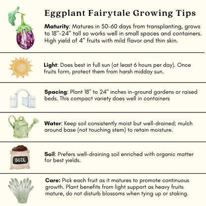 Clovers Garden Eggplant Fairytale Plants - Two (2) Live Plants – Non-GMO - Not Seeds - Each 4" to 8" Tall – in 4" Inch Pots -Striped Lavender-White Fruit, High-Yield